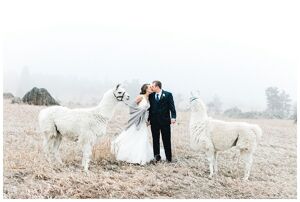 llamas bride and groom snowy mountains kissing
